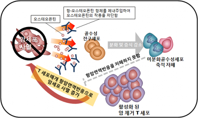 오스테오폰틴의 항체를 투여하면 오스테오폰틴의 작용이 차단되면서 미분화 골수성 세포의 축적이 저해된다. 암제거 T세포를 저해하던 골수성세포의 축적이 저해됨으로써, T세포가 활성화돼 암세포를 사멸한다. - 서울대 약대 제공